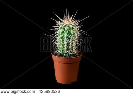 Small Stetsonia Coryne Cactus In Flower Pot On Black Background.