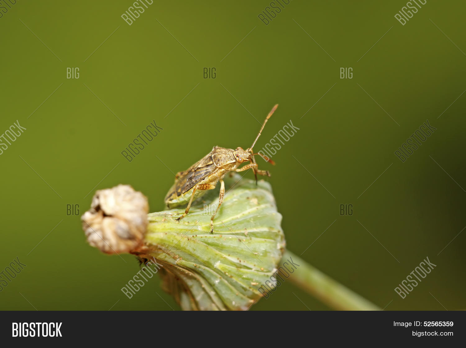 Image Preview