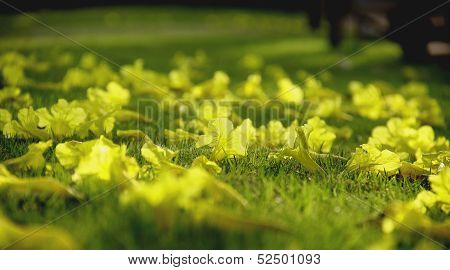 Tabebuia Argentea Flower