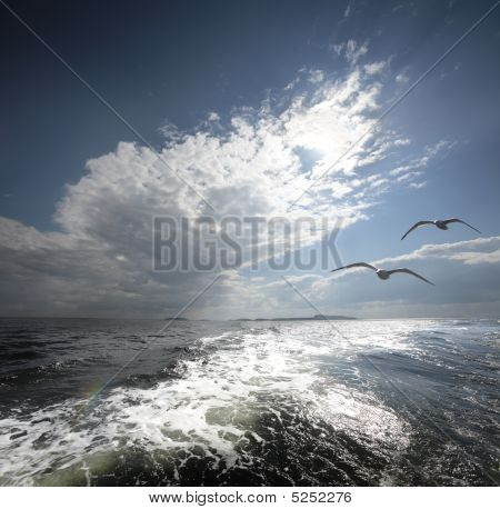Wite Meer