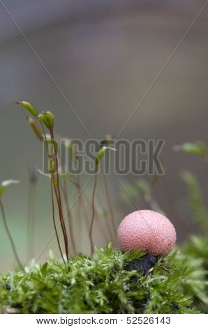 Lycogala Epidendrum  In A Green Moss