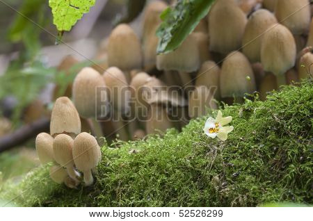 Mushrooms On A Stump