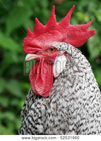Cock