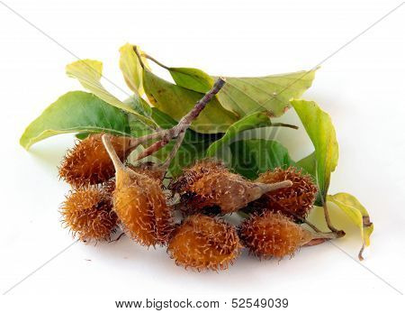 brown prickly fruits of beech tree