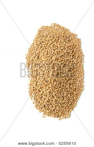 Semi di senape sono piccolo seme rotondo