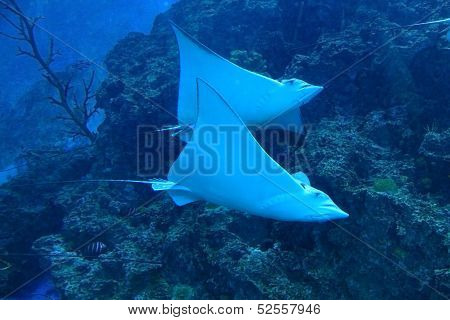 Beautiful Stingray