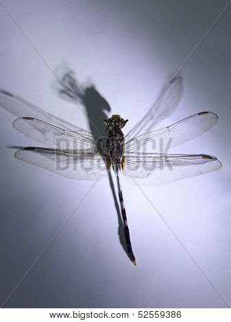 Dragonfly Macro