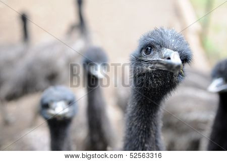 Emu Farm
