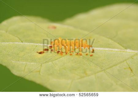 Ladybug Eggs