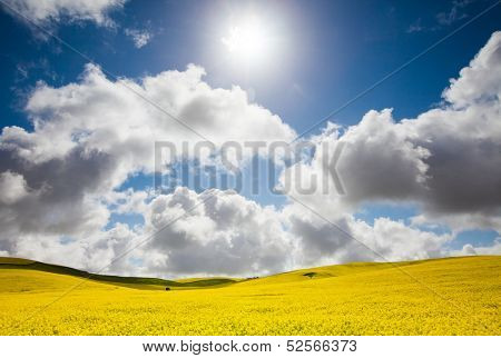 Canola field in the Mid North, South Australia