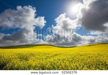Gorgeous Canola Field lit up by the sun
