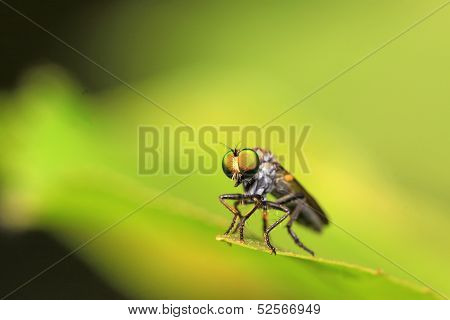 Tabanidae Insect Prey On Aphids