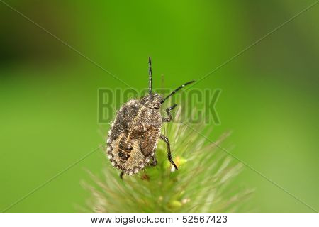 Stinkbug On Green Leaf
