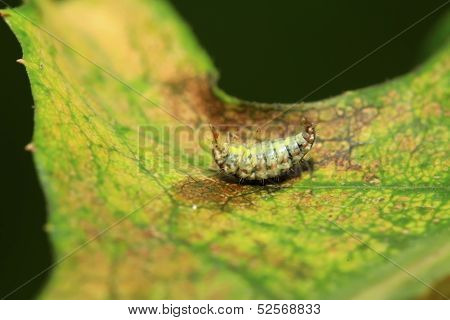 Big Lacewing Flies Larvae - Aphid Lions