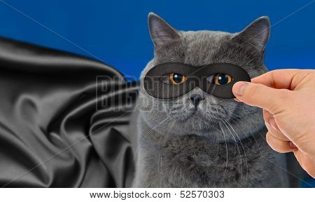super hero cat portrait