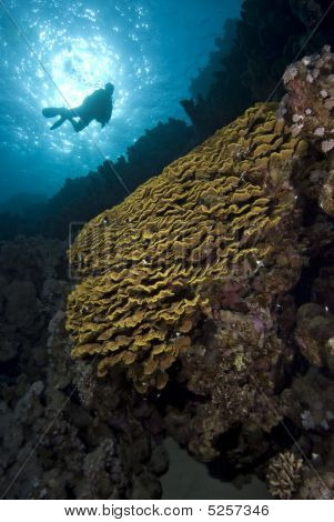 Sukeltaja yli värikäs trooppinen Reef siluetti