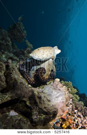 Octopus-metsästys riutta