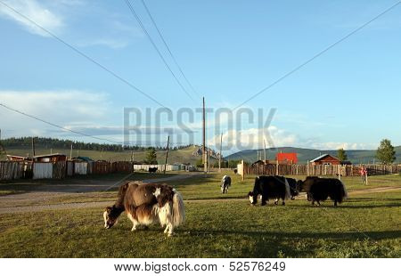 Mongolian cattle