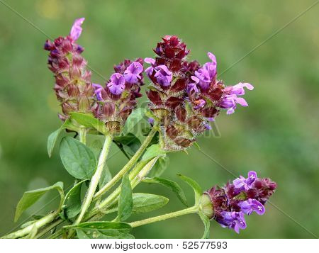 lila flowers of selfheal wild plant close up
