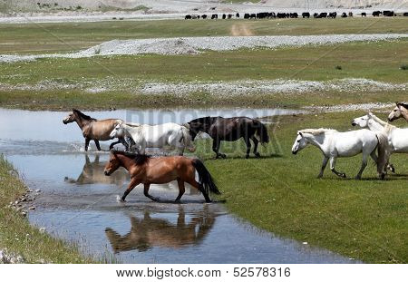 Mongolian wild horses