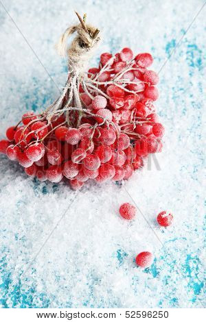 Red berries of viburnum with ice crystals, on blue background