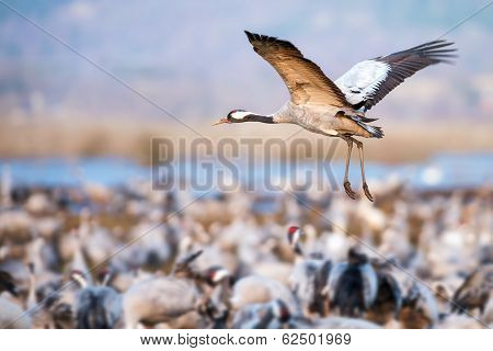 Incoming Common Crane At Hornborgarsjon