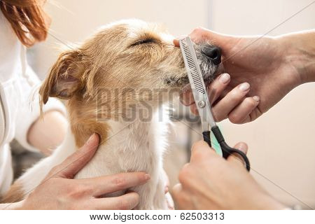 Hairdresser mows Jack Russell Terrier fur