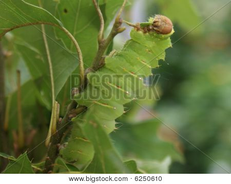 Catipillar