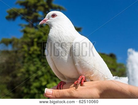 Pigeon Sitting On A Palm