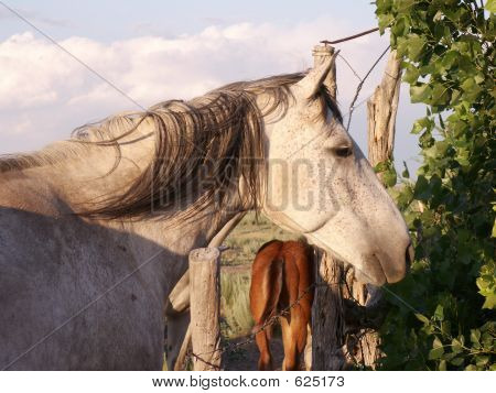 Cavalo cinzento