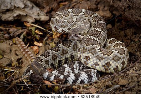 Rattlesnake.