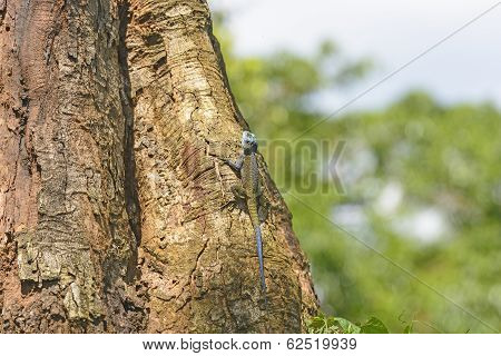 Rainbow Lizard On A Tropical Tree