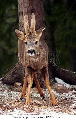 roebuck