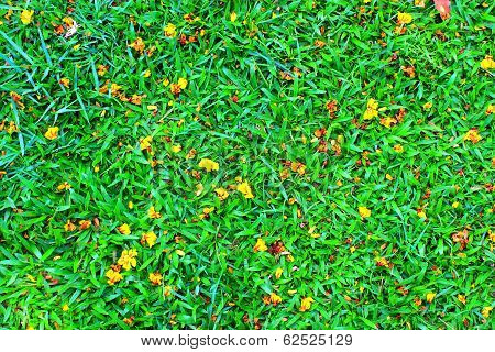 Sward Texture