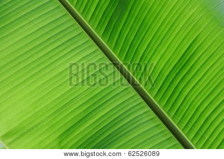 Banana leaf