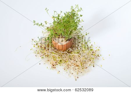 Fresh Alfalfa Sprouts and Spring Easter Egg