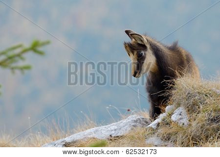 chamois (rupicapra rupicapra)