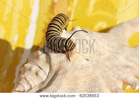 A Genuine Monarch Butterfly Caterpillar 