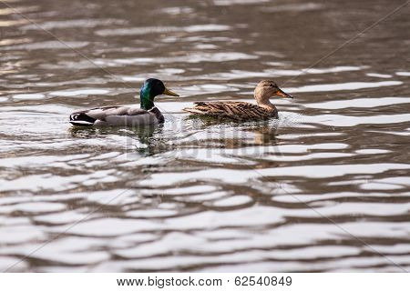 Ducks