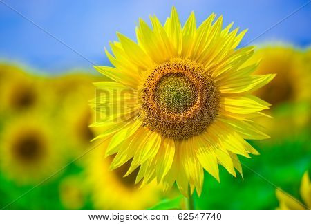 sunflower