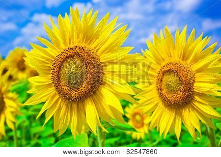 sunflower