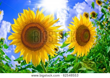 sunflower