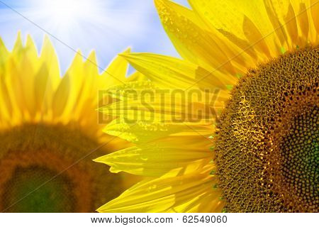 sunflower