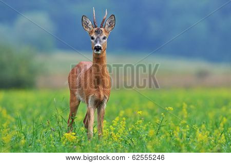Roe deer