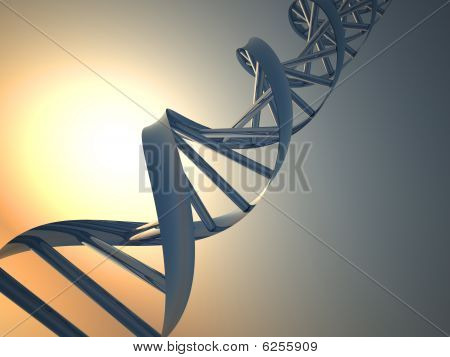 Dna 的结构