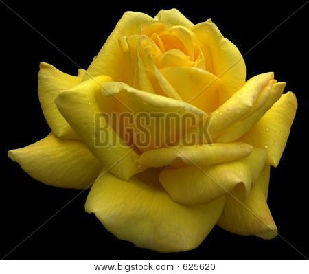 Gul Rose (klipning sti) 