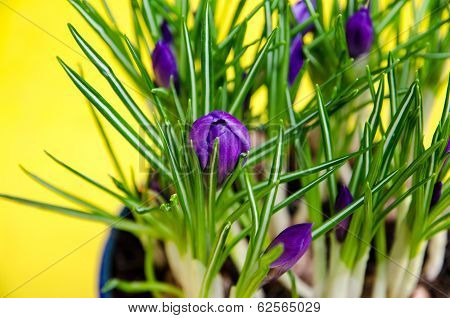 Crocus