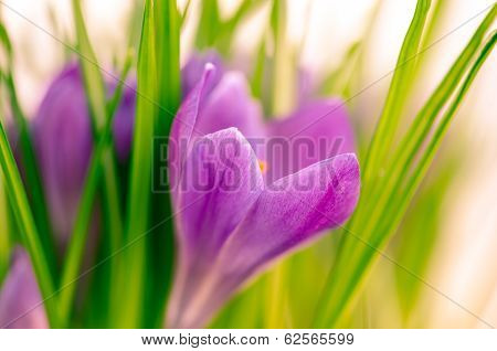 Crocus