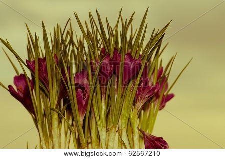 Crocus