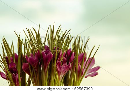 Crocus